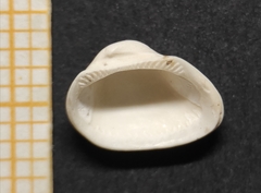 Striarca lactea