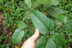 Sterculia quadrifida
