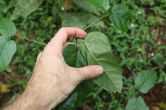 Sterculia quadrifida