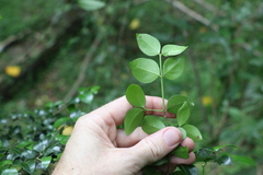 Psydrax odorata buxifolia