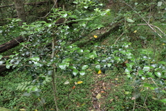 Psydrax odorata buxifolia