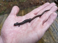 Batrachoseps wrighti