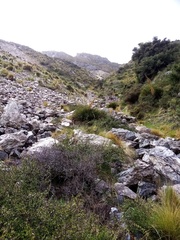 Aciphylla ferox