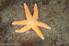 Allostichaster capensis