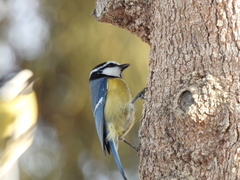 Cyanistes teneriffae degener