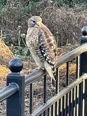 Buteo lineatus