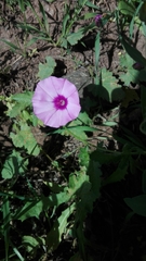 Convolvulus althaeoides althaeoides