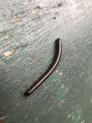 Pachyiulus oenologus