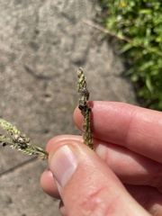 Epicoccum andropogonis