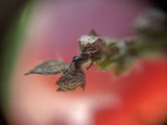 Epicoccum andropogonis