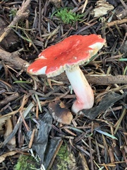 Russula americana