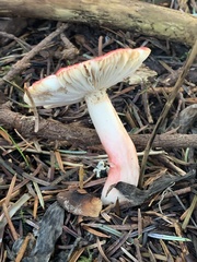 Russula americana