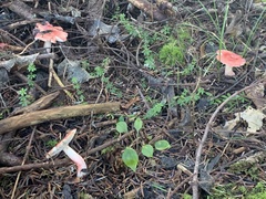 Russula americana