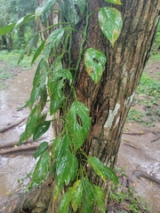 Monstera adansonii