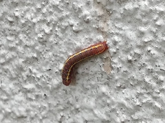 Argyrosticta decumana