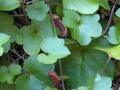 Argyrosticta decumana