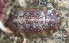 Dendrochiton flectens