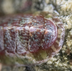 Dendrochiton flectens