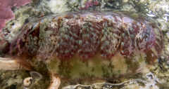 Dendrochiton flectens