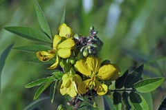 Senna scabriuscula