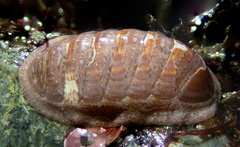 Lepidozona interstincta