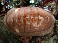 Lepidozona interstincta