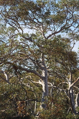 Eucalyptus drummondii