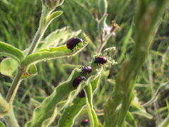 Freudeita cupripennis