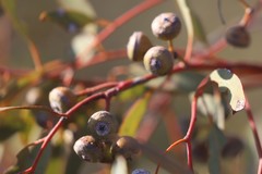 Eucalyptus drummondii