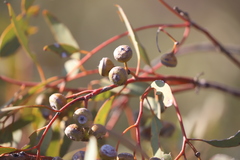 Eucalyptus drummondii