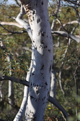 Eucalyptus drummondii