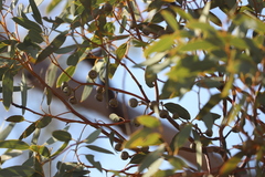 Eucalyptus drummondii