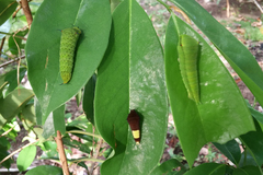 Graphium agamemnon ligatus