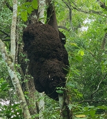 Termitinae