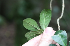 Acronychia pauciflora
