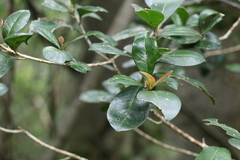 Acronychia pauciflora