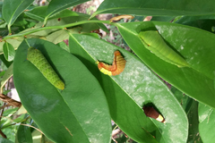Graphium agamemnon ligatus