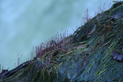 Marathrum plumosum
