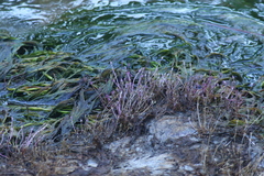 Marathrum plumosum