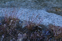 Marathrum plumosum