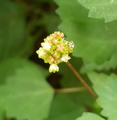 Laportea peduncularis