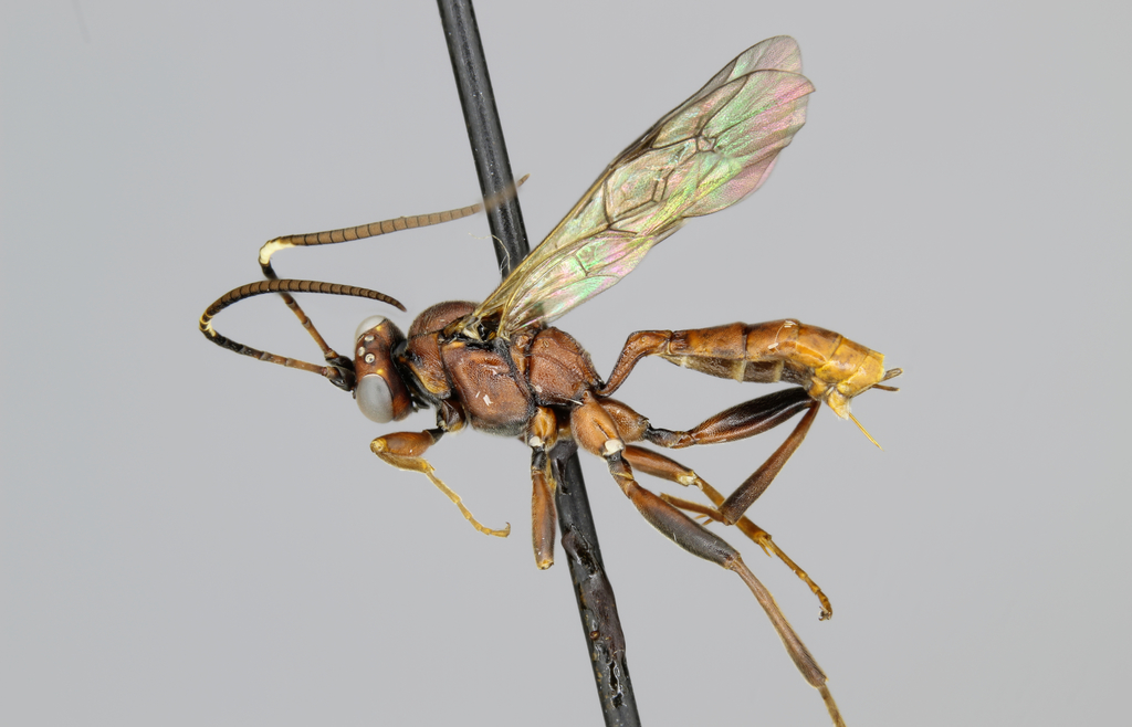 Cyclolabus gracilicornis