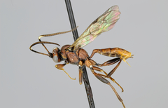 Cyclolabus gracilicornis