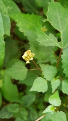 Laportea peduncularis