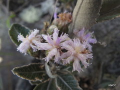Oliganthes sublanata