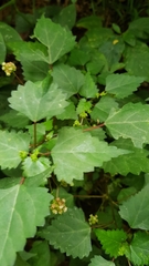 Laportea peduncularis