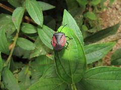 Brachystethus tricolor
