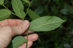 Alangium villosum