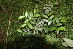 Alangium villosum