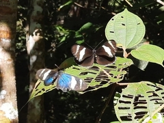 Heliconius congener